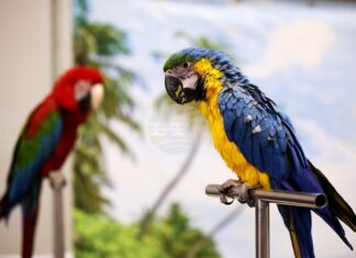 Шоу с папагали беше сред атракциите на SOFIA ZOO EXPO 2026 в София