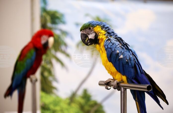Шоу с папагали беше сред атракциите на SOFIA ZOO EXPO 2026 в София