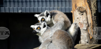 Зоологическата градина в София ще работи без почивен ден, включително и на великденските празници, с лятно работно време