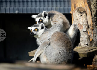Зоологическата градина в София ще работи без почивен ден, включително и на великденските празници, с лятно работно време Зоологическата градина в София ще работи без почивен ден, включително и на великденските празници, с лятно работно време