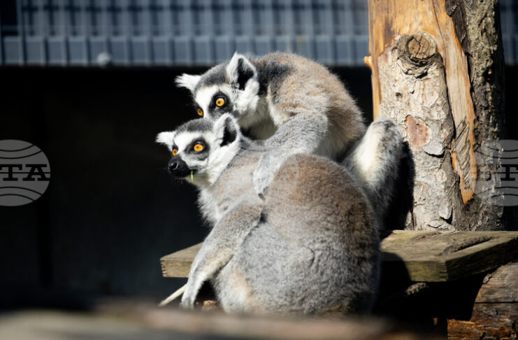 Зоологическата градина в София ще работи без почивен ден, включително и на великденските празници, с лятно работно време