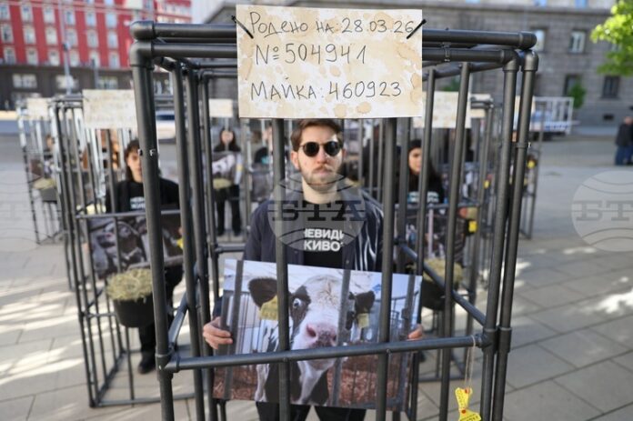 Демонстранти влязоха в клетки в близост до парламента и призоваха за хуманно отношение към телетата