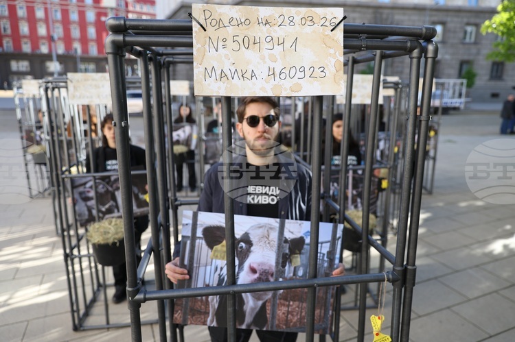 Демонстранти влязоха в клетки в близост до парламента и призоваха за хуманно отношение към телетата