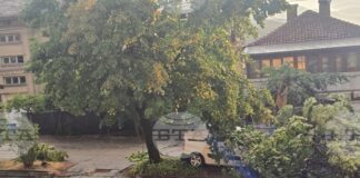Буря в Петрич нанесе материални щети, екипи продължават разчистването на паднали дървета