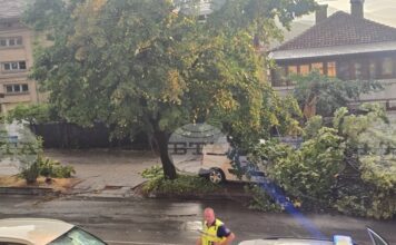 Буря в Петрич нанесе материални щети, екипи продължават разчистването на паднали дървета Буря в Петрич нанесе материални щети, екипи продължават разчистването на паднали дървета