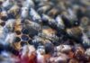 Пчелари в Неделино отчитат високи добиви на мед това лято, каза кметът Боян Кехайов Пчелари в Неделино отчитат високи добиви на мед това лято, каза кметът Боян Кехайов