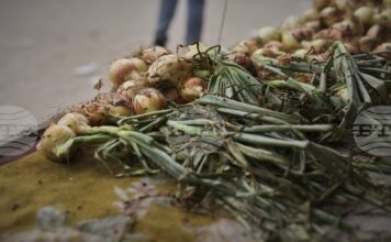 Бъдещето на влаковете, превозващи пресен лук из Япония, е несигурно