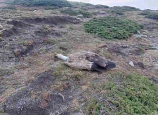 Над 100 защитени грабливи птици са загинали у нас през последните 10 години от отровни примамки, посочват от WWF България