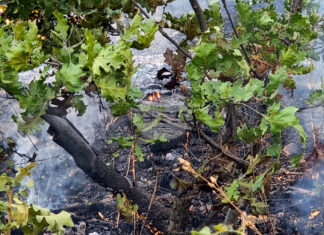 Общо 146 пожара са потушени в страната през изминалото денонощие, пострадали са трима души