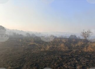 Пожарът край селата Българска поляна и Дрипчево е овладян, засегнал е около 1000 дка горски масив, съобщиха от Областна администрация – Хасково