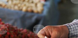 Турция повишава държавната изкупна цена на лешниците с близо 30 процента