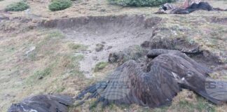 В Национален парк „Централен Балкан“ са отровени пет лешояда, съобщиха от екоминистерството