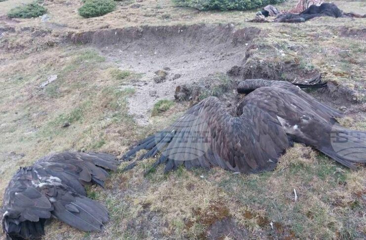 В Национален парк „Централен Балкан“ са отровени пет лешояда, съобщиха от екоминистерството