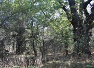 Вековни дървета от вида летен дъб, обикновен орех и благун са обявени за защитени Вековни дървета от вида летен дъб, обикновен орех и благун са обявени за защитени