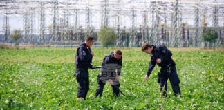Полицейски служители претърсват поле в близост до подстанцията „Амприон“ в Бергхайм, Германия. 2 септември 2026 г.