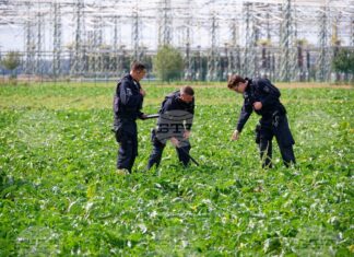 Полицейски служители претърсват поле в близост до подстанцията „Амприон“ в Бергхайм, Германия. 2 септември 2026 г.