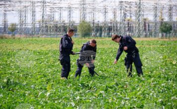 Полицейски служители претърсват поле в близост до подстанцията „Амприон“ в Бергхайм, Германия. 2 септември 2026 г.