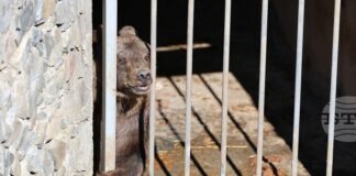 Мечокът Явор вече е в Парка за мечки – Белица