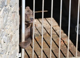 Мечокът Явор вече е в Парка за мечки – Белица
