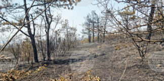 Овладян е пожарът край ямболското село Победа, съобщи директорът на РДПБЗН комисар Иван Динев