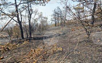 Овладян е пожарът край ямболското село Победа, съобщи директорът на РДПБЗН комисар Иван Динев
