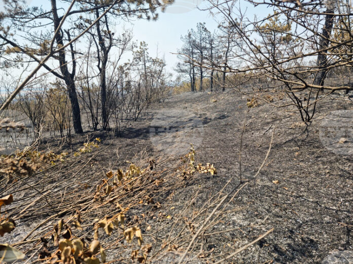 Овладян е пожарът край ямболското село Победа, съобщи директорът на РДПБЗН комисар Иван Динев