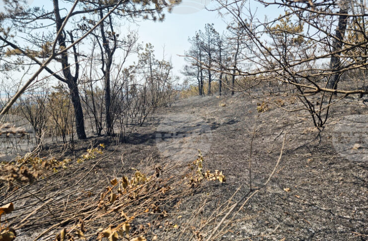 Овладян е пожарът край ямболското село Победа, съобщи директорът на РДПБЗН комисар Иван Динев