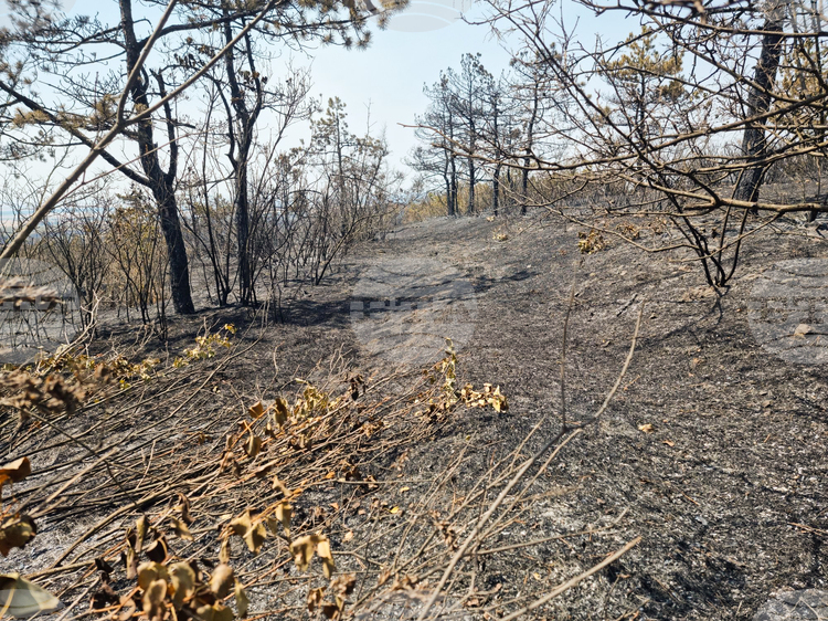 Овладян е пожарът край ямболското село Победа, съобщи директорът на РДПБЗН комисар Иван Динев