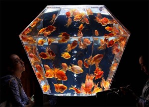 art-aquarium-goldfish